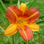 Hemerocallis 'Petit Mandarin'