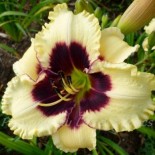 Hemerocallis 'Piano Man'