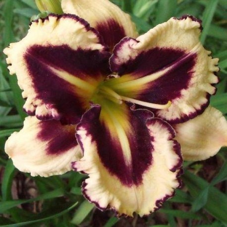 Hemerocallis 'Picotee Prism'