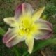 Hemerocallis 'Pigment of Imagination'