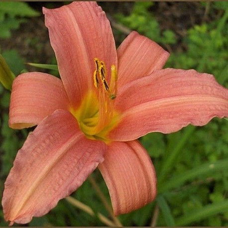 Hemerocallis 'Pink Damask'