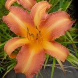 Hemerocallis 'Pink Pirate'