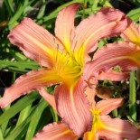 Hemerocallis 'Pink Satin'