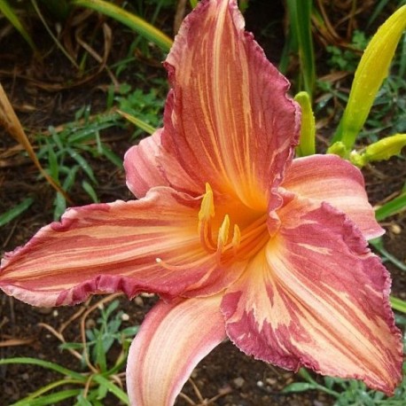 Hemerocallis 'Pink Stripes'