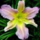 Hemerocallis 'Prague Spring'