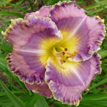 Hemerocallis Precious Candy'