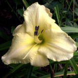 Hemerocallis 'Precious d'Oro'