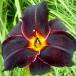 Hemerocallis Prèsque Minuit'