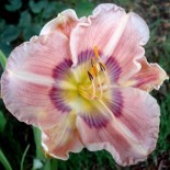 Hemerocallis 'Pricilla's Rainbow'