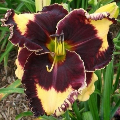 Hemerocallis 'Prince of Persia'