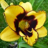 Hemerocallis 'Pumpkin Bandit'