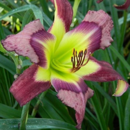 Hemerocallis 'Purple Cheetah'