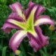 Hemerocallis 'Purple Penguin'