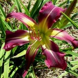 Hemerocallis 'Purple Starfish'