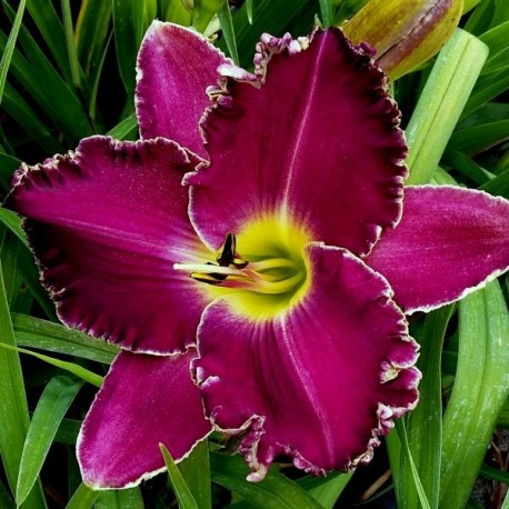 Hemerocallis 'Purple Umbrella'