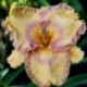 Hemerocallis 'Rachel's Rhapsody'