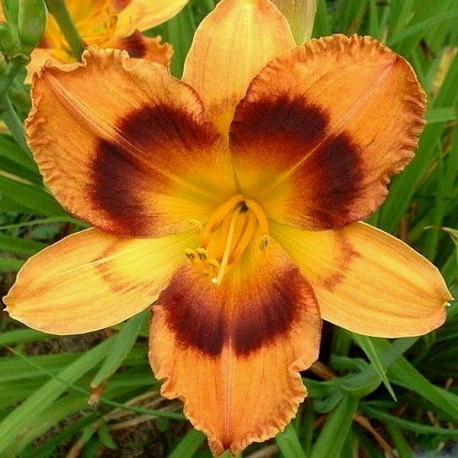 Hemerocallis 'Radiant Greetings'