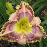 Hemerocallis 'Radio Rider'