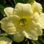 Hemerocallis 'Rain Song'