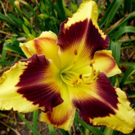 Hemerocallis 'Rapid Eye Movement'