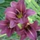 Hemerocallis 'Raspberry Pixie'