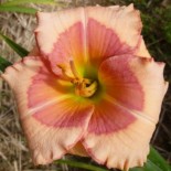 Hemerocallis 'Raspberry Winter'