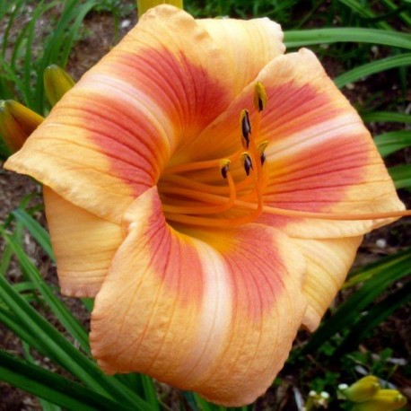 Hemerocallis 'Real Wind'