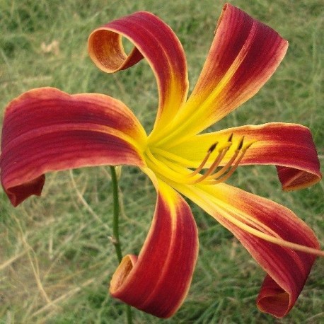 Hemerocallis 'Red Rain'