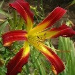 Hemerocallis 'Red Ribbons'