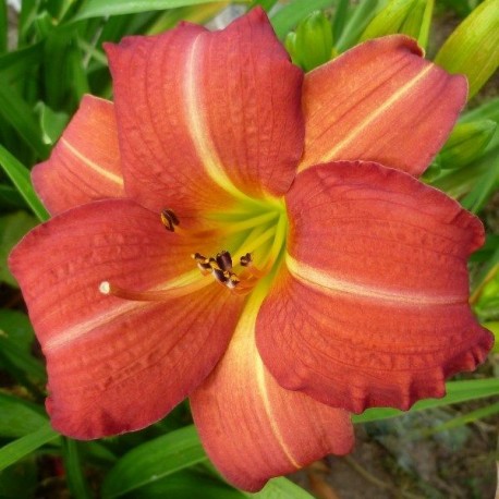 Hemerocallis 'Red Rum'