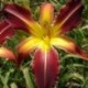 Hemerocallis 'Red Suspenders'