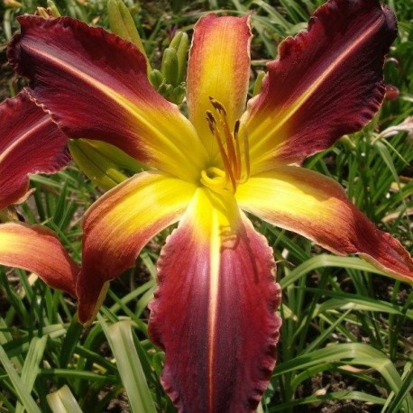 Hemerocallis 'Red Suspenders'