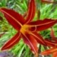 Hemerocallis 'Red Zebra'