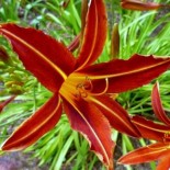 Hemerocallis 'Red Zebra'