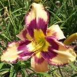 Hemerocallis 'Retro Afternoon'