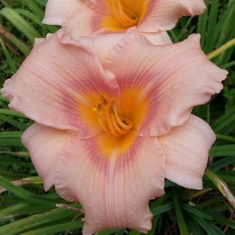 Hemerocallis 'Rève d'un Jour'