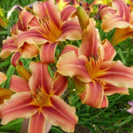 Hemerocallis 'Ribbonette'