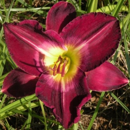 Hemerocallis 'Robert Lee Batt'