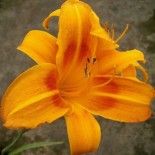 Hemerocallis 'Rocket City'