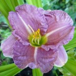 Hemerocallis 'Romantic Rose'