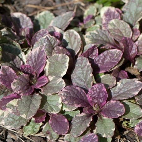 Ajuga reptans 'Burgundy Glow'