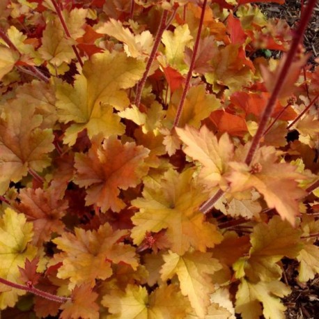 Heuchera 'Marmalade'