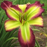 Hemerocallis 'Rose F Kennedy'