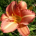 Hemerocallis 'Rose Princess'