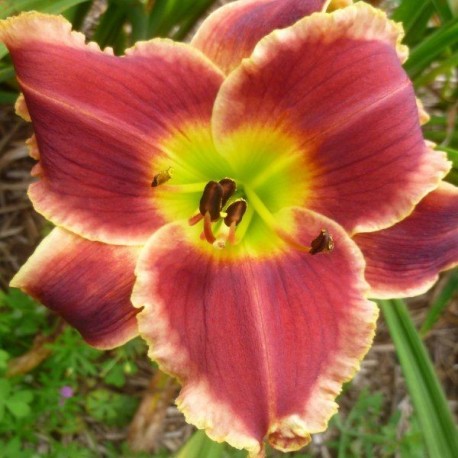 Hemerocallis 'Roses in Snow'