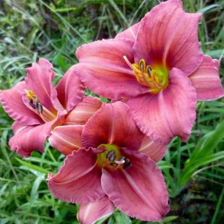 Hemerocallis 'Rosy Returns'