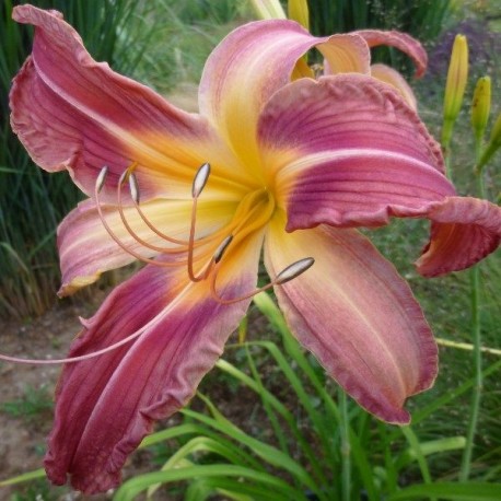 Hemerocallis 'Round and Round we Go'