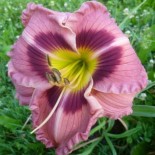 Hemerocallis 'Royal Braid'