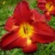 Hemerocallis 'Rubis'