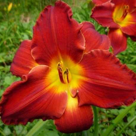 Hemerocallis 'Rubis'